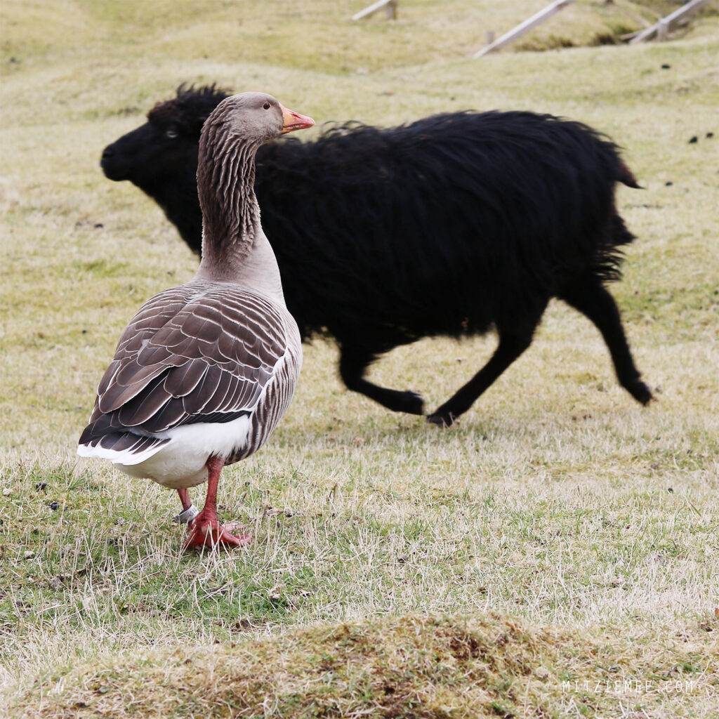 Die Färöer Inseln: Fütterung der Schafe