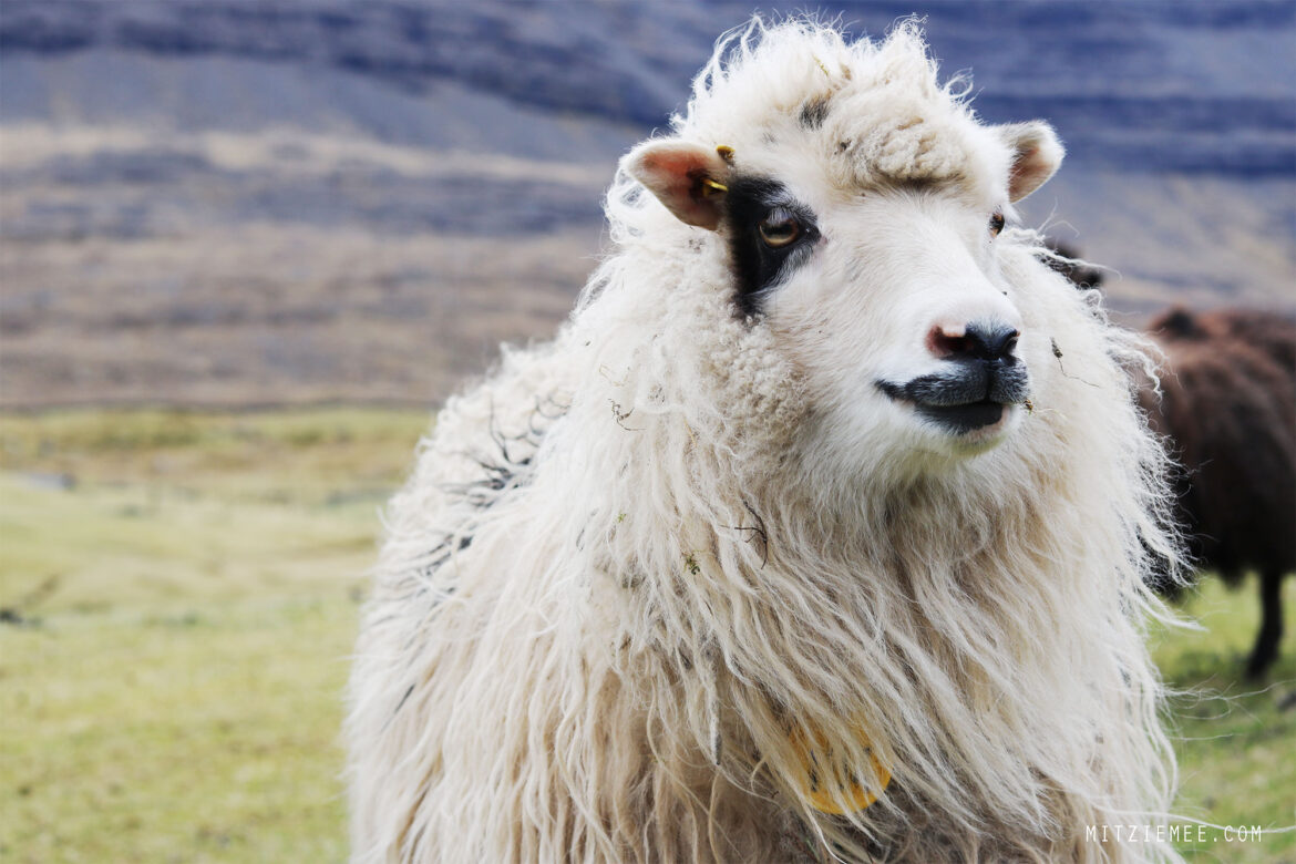 Die Färöer Inseln: Fütterung der Schafe