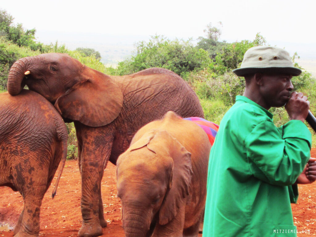 Nairobi: La nurserie pour éléphants a l'orphelinat Sheldrick