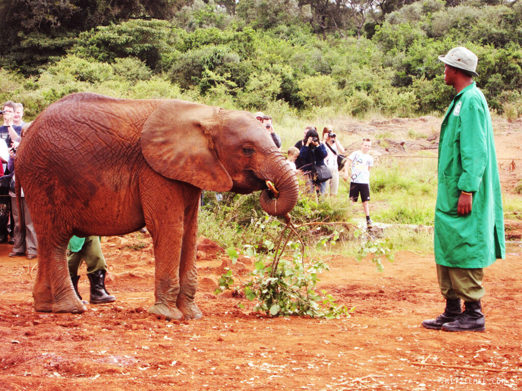 Nairobi: La nurserie pour éléphants a l'orphelinat Sheldrick