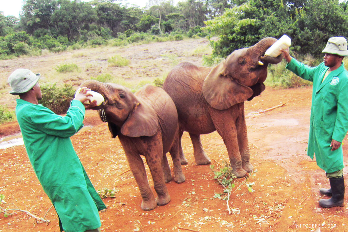 Nairobi: La nurserie pour éléphants a l'orphelinat Sheldrick