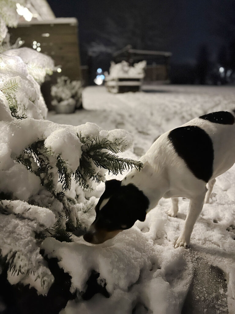 Weihnachten in Dänemark – Wie meine Familie den Heiligabend feiert