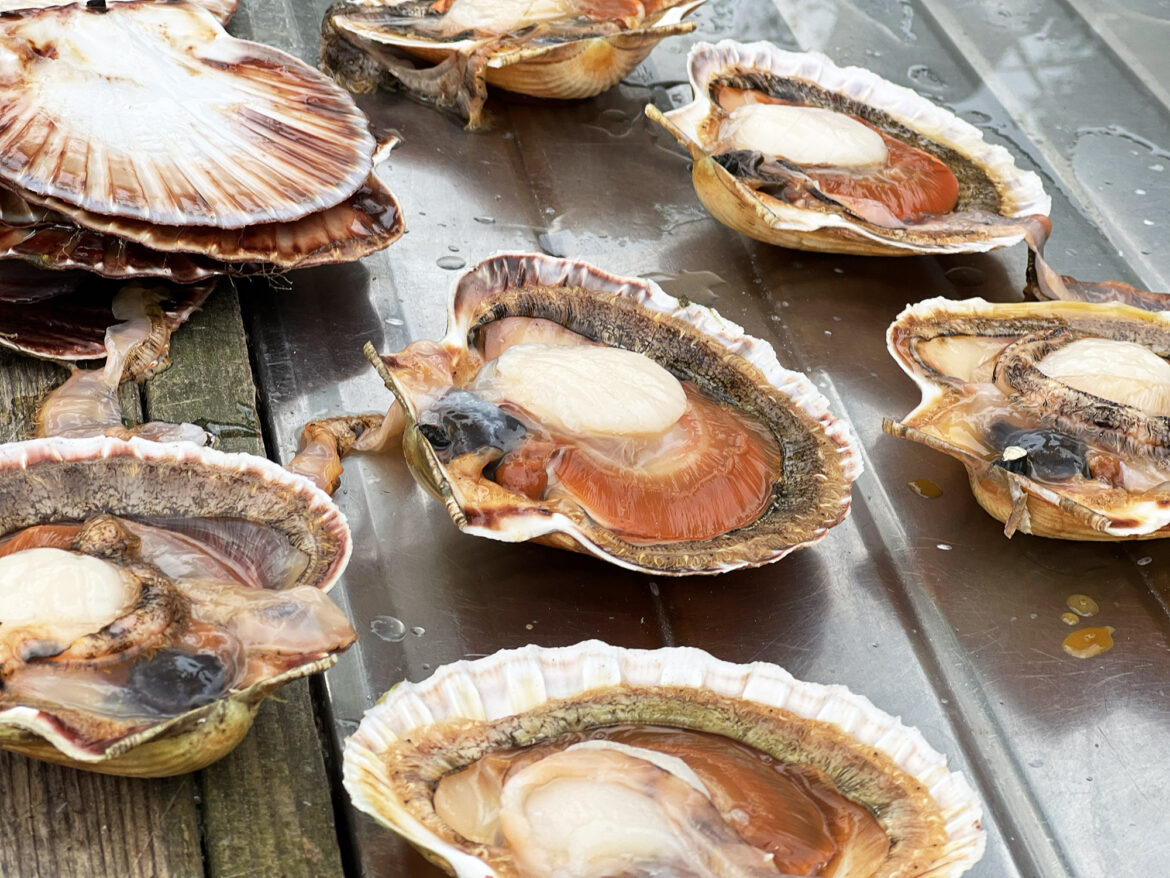 Ein Abend in Farsund – Jakobsmuscheln und Weißwein