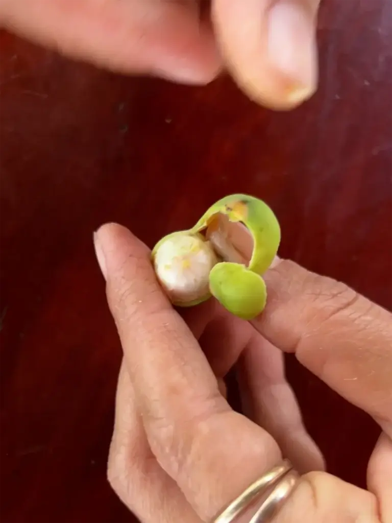 Cambodia: Frische Lotuskerne - Ein leckerer Snack vom Markt