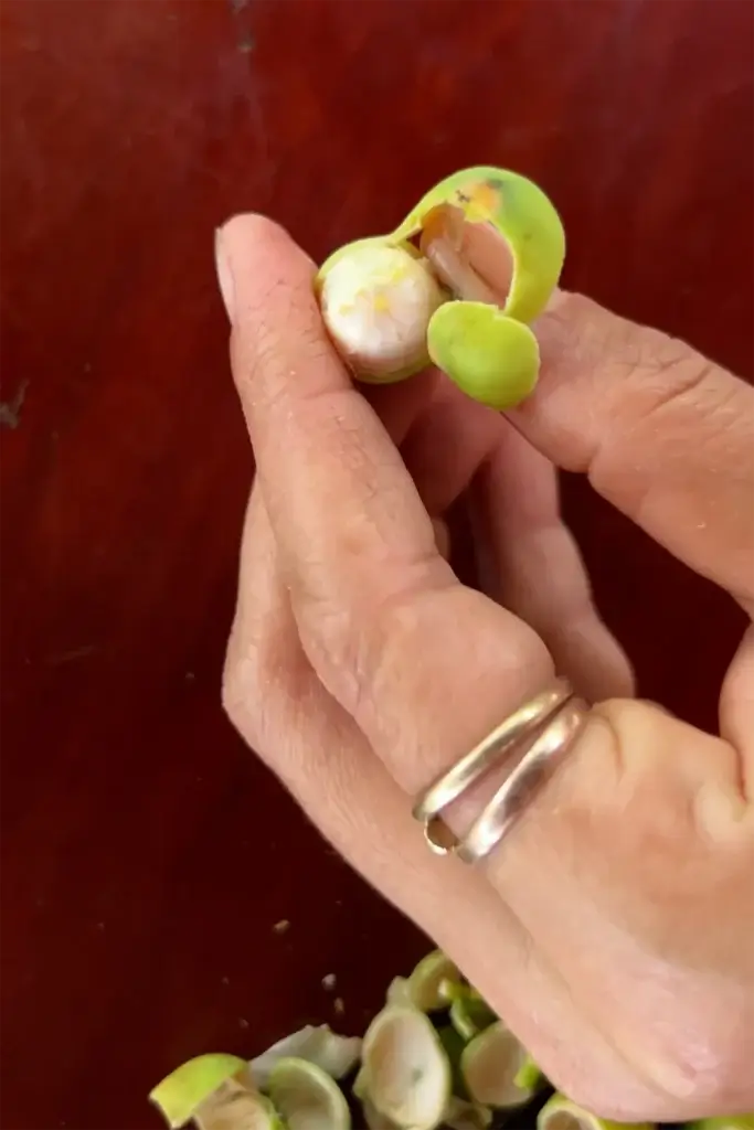 Cambodia: Frische Lotuskerne - Ein leckerer Snack vom Markt